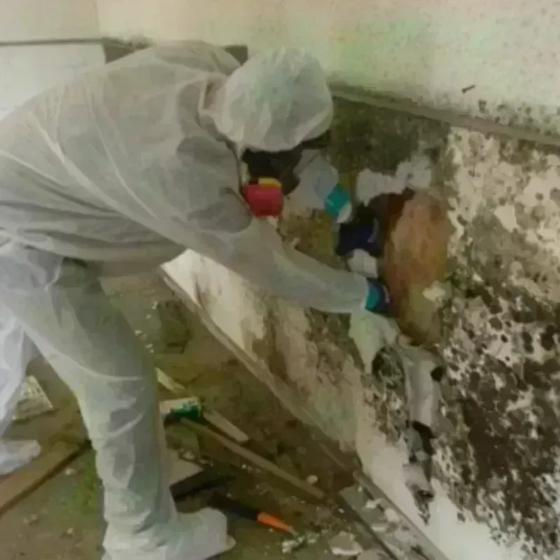 Mold Remediation and Removal in Hogansville, GA